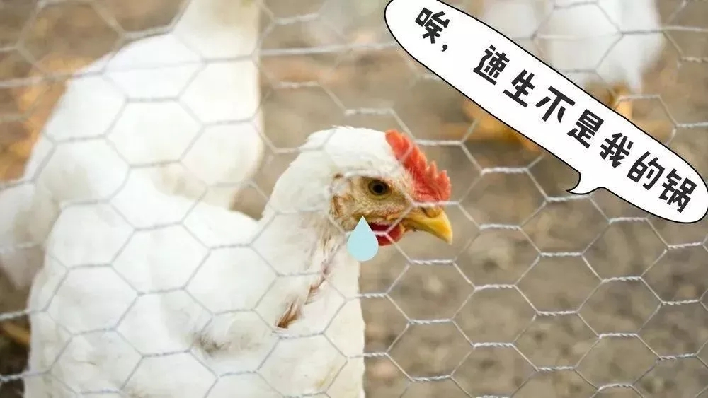 【全民科普】中国一年吃掉50亿只“速成鸡”！45天“速成”的鸡到底能不能吃？
